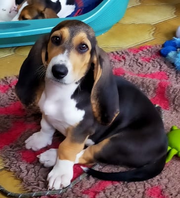 Les chiots de Basset Artesien Normand