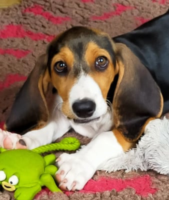 Les chiots de Basset Artesien Normand