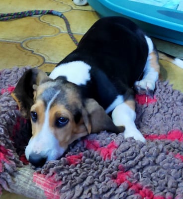 Les chiots de Basset Artesien Normand