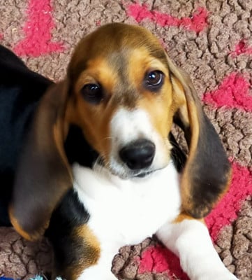 Les chiots de Basset Artesien Normand