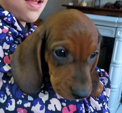 Les chiots de Teckel poil ras