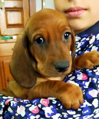 Les chiots de Teckel poil ras