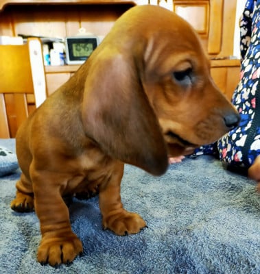 Les chiots de Teckel poil ras