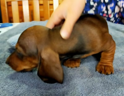 Les chiots de Teckel poil ras