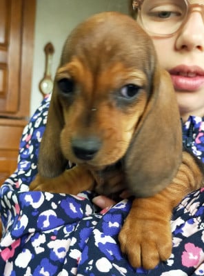 Les chiots de Teckel poil ras