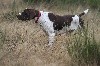 - Pandore du Milobre de Bouisse Trialer