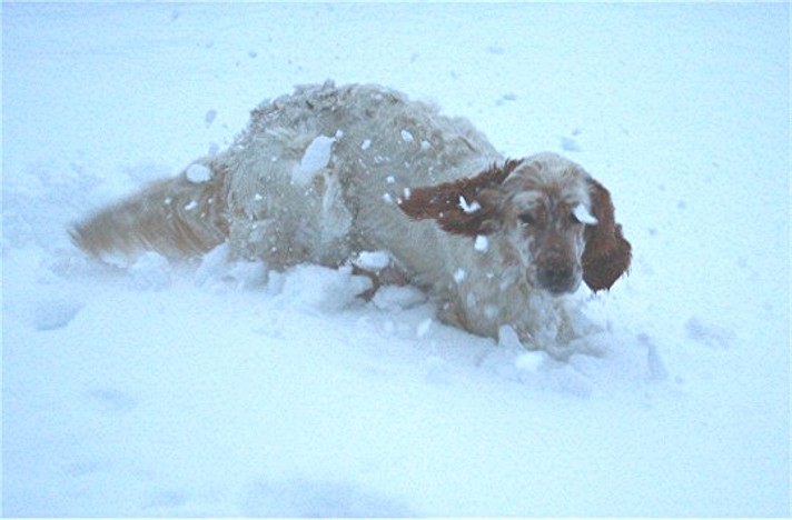 CH. Cherokee de L'Echo de la Forêt
