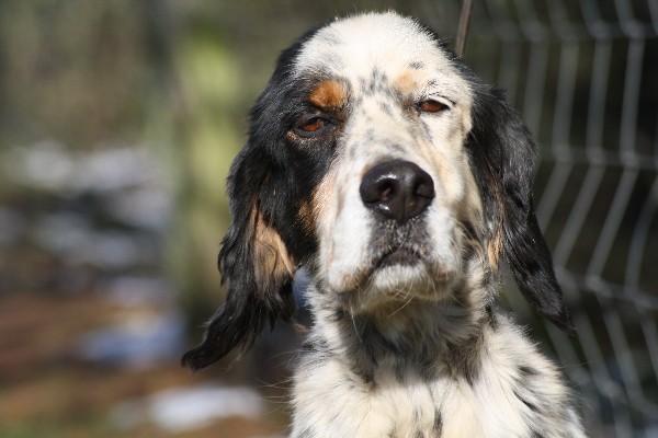 Publication : du Milobre de Bouisse Auteur : Milobre de Bouisse