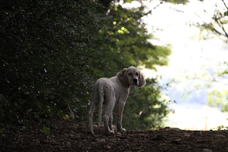 Publication : du Milobre de Bouisse Auteur : Milobre de Bouisse