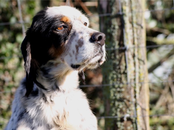 Publication : du Milobre de Bouisse Auteur : Milobre de Bouisse