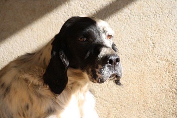 Publication : du Milobre de Bouisse Auteur : Milobre de Bouisse