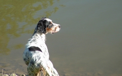 Publication : du Milobre de Bouisse Auteur : Milobre de Bouisse