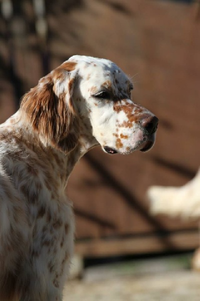 Publication : du Milobre de Bouisse Auteur : Milobre de Bouisse