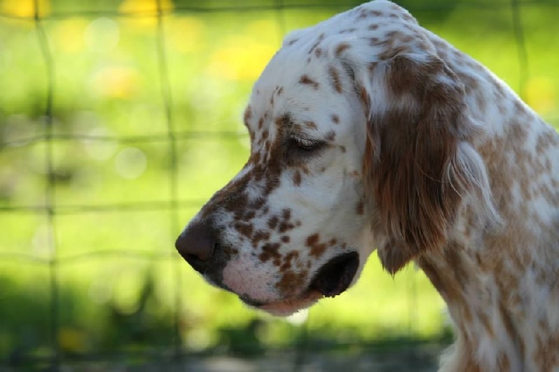 Publication : du Milobre de Bouisse Auteur : Milobre de Bouisse