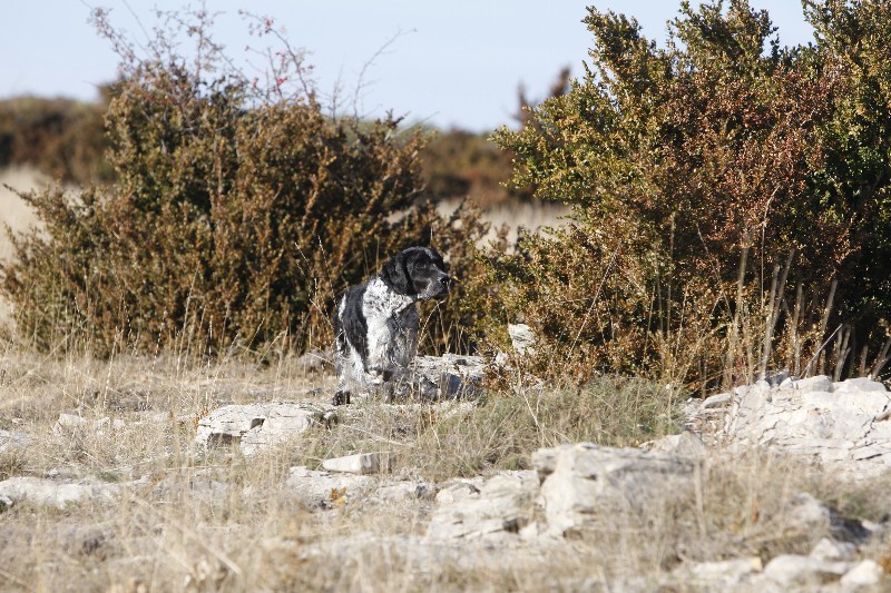 Publication : du Milobre de Bouisse