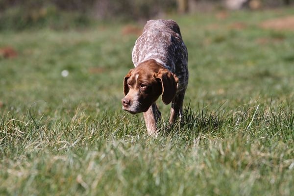 Publication : du Milobre de Bouisse Auteur : MILOBRE DE BOUISSE
