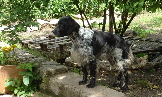 Publication : du Milobre de Bouisse