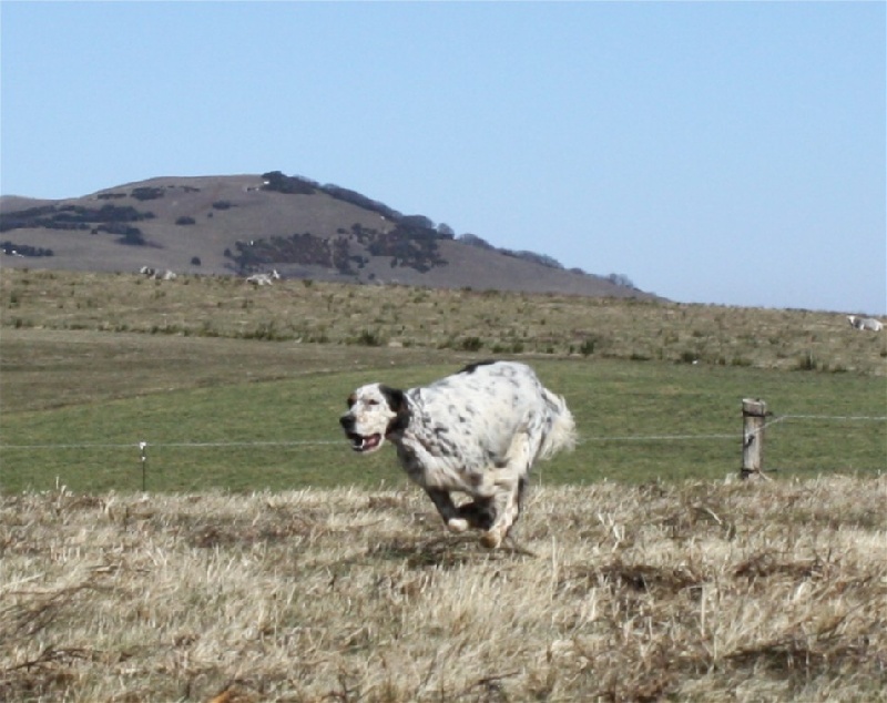 Publication : du Milobre de Bouisse Auteur : Milobre de Bouisse