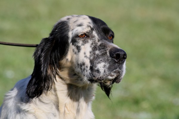Publication : du Milobre de Bouisse Auteur : Milobre de Bouisse