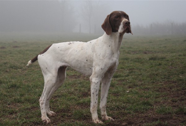 Publication : du Milobre de Bouisse Auteur : Milobre de Bouisse