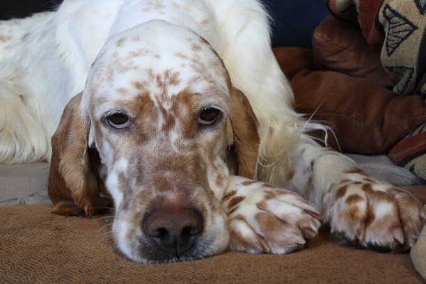 CH. Cherokee de L'Echo de la Forêt