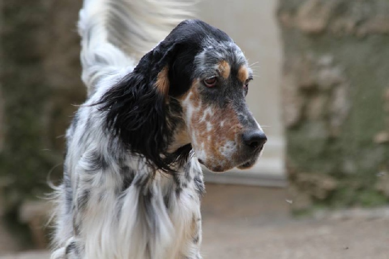 Publication : du Milobre de Bouisse Auteur : Milobre de Bouisse