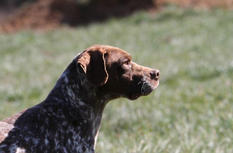 Publication : du Milobre de Bouisse Auteur : MILOBRE DE BOUISSE