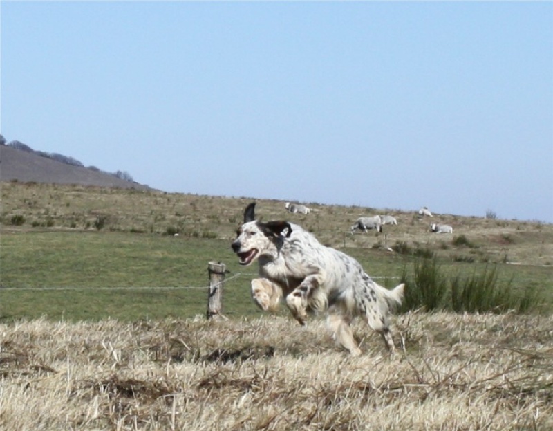 Publication : du Milobre de Bouisse Auteur : Milobre de Bouisse