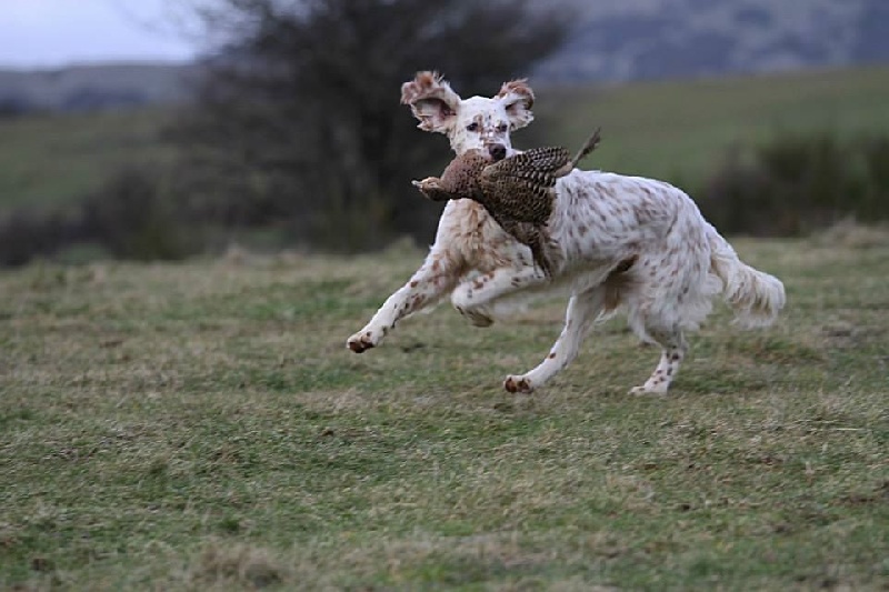 Publication : du Milobre de Bouisse Auteur : Milobre de Bouisse
