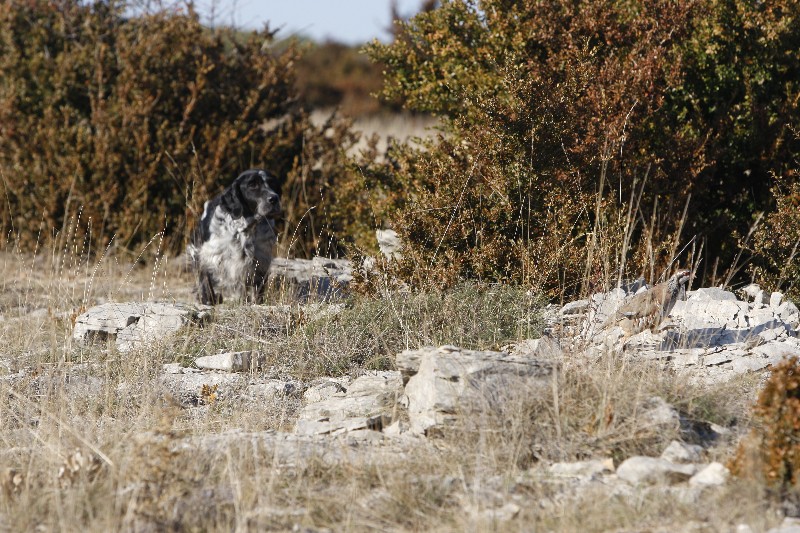 Publication : du Milobre de Bouisse
