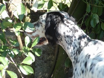 Publication : du Milobre de Bouisse Auteur : Milobre de Bouisse