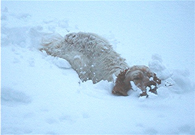 CH. Cherokee de L'Echo de la Forêt