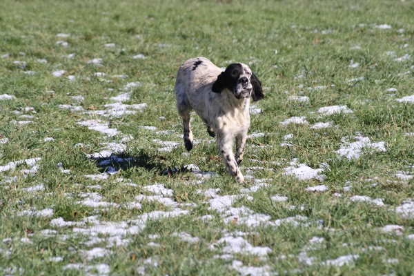 Publication : du Milobre de Bouisse Auteur : Milobre de Bouisse