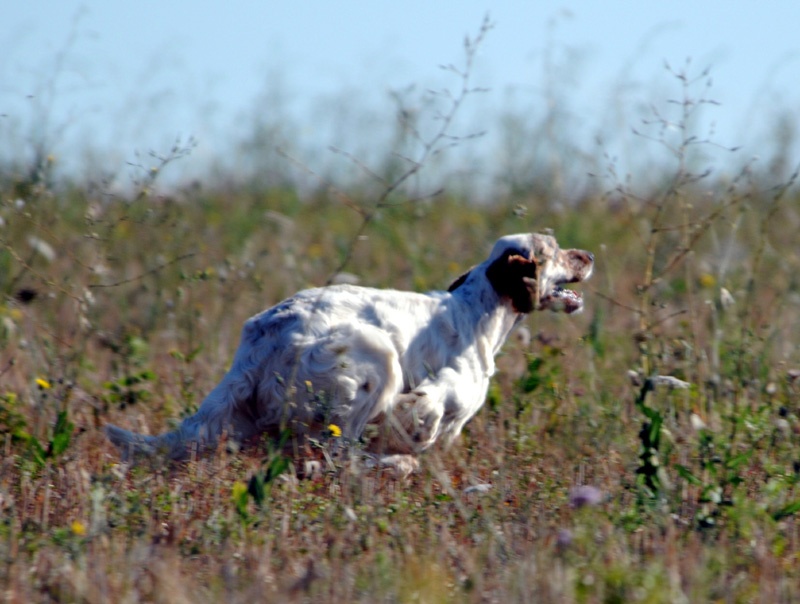 CH. Cherokee de L'Echo de la Forêt
