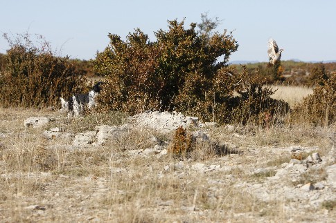 Publication : du Milobre de Bouisse