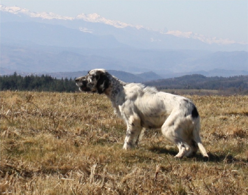 Publication : du Milobre de Bouisse Auteur : Milobre de Bouisse