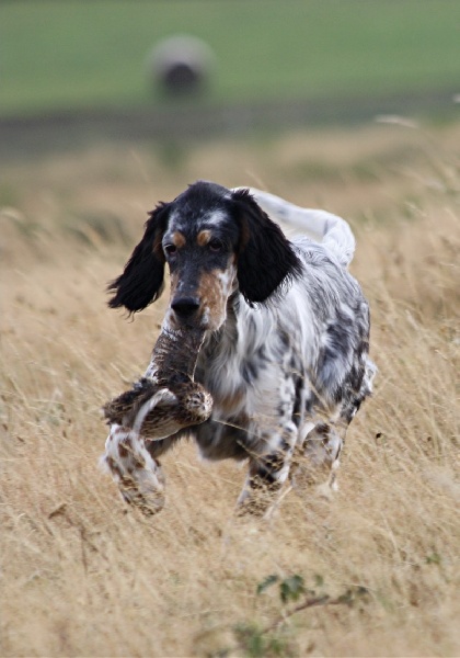 Publication : du Milobre de Bouisse Auteur : Milobre de Bouisse