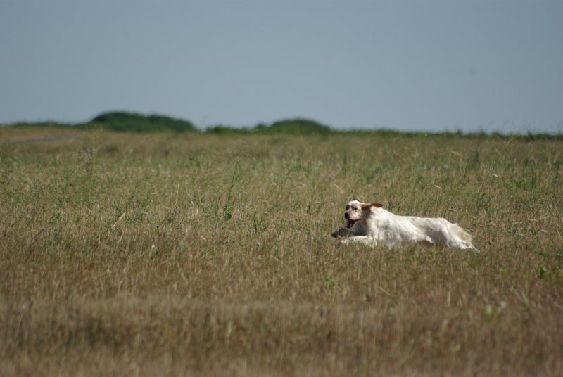 CH. Cherokee de L'Echo de la Forêt
