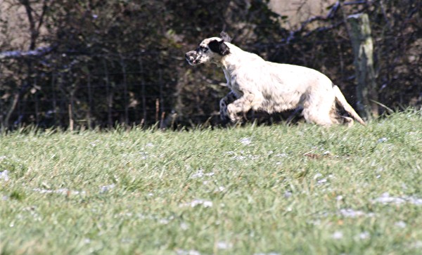 Publication : du Milobre de Bouisse Auteur : Milobre de Bouisse
