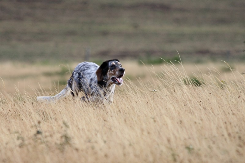 Publication : du Milobre de Bouisse Auteur : Milobre de Bouisse