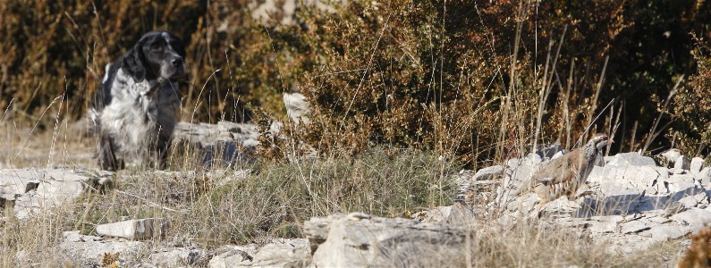 Publication : du Milobre de Bouisse