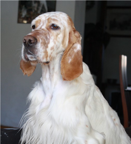 CH. Cherokee de L'Echo de la Forêt