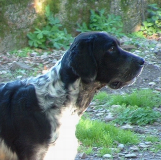 Publication : du Milobre de Bouisse