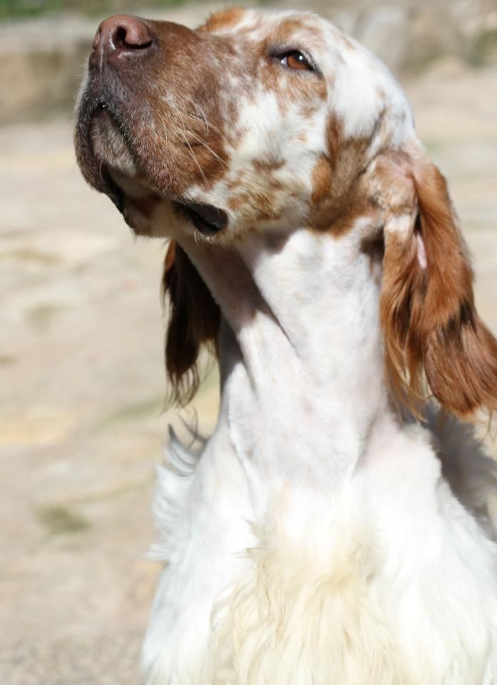 chiot Setter anglais du Milobre de Bouisse