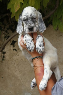 Les chiots de Setter Anglais