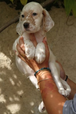 Les chiots de Setter Anglais