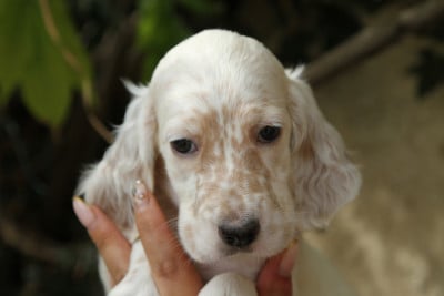 Les chiots de Setter Anglais