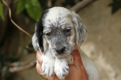Les chiots de Setter Anglais