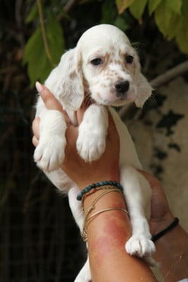 Les chiots de Setter Anglais