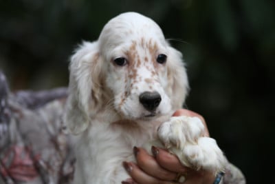 Les chiots de Setter Anglais